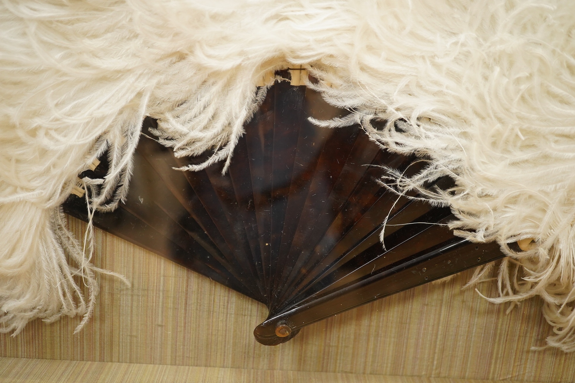 A cased and framed white ostrich feather and tortoiseshell fan in a walnut frame, 45cm high. Condition - good.